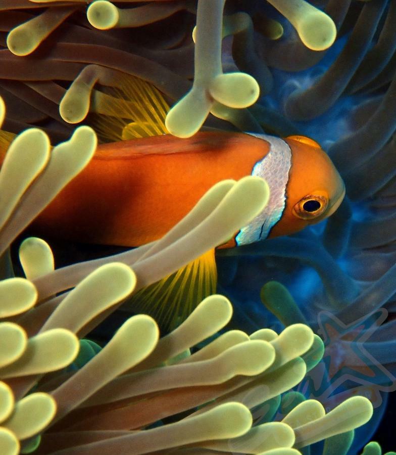 מלון אדו אטול Sea Star Diving מראה חיצוני תמונה